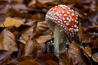 Champignon, rot mit weißen Punkten