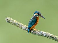 Eisvogel in den Niederlanden