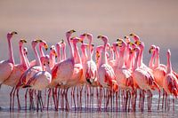 Kleiderordnung: rosa