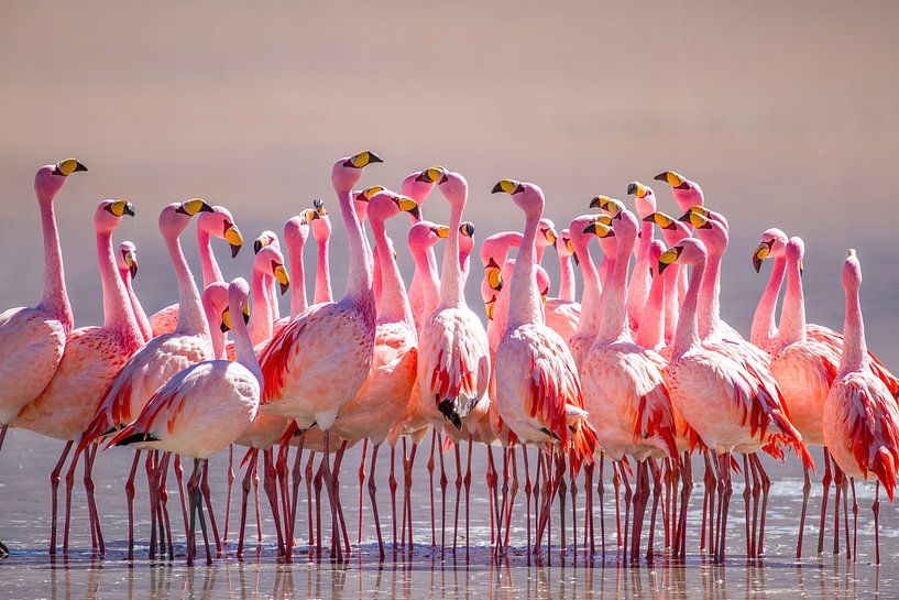 Kleiderordnung: rosa von Pieter Elshout