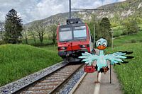 Migratory bird at its destination