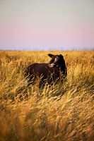 Schafe bei Sonnenuntergang