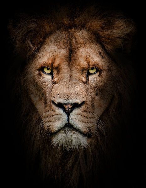 The lion king by Design Wall Arts