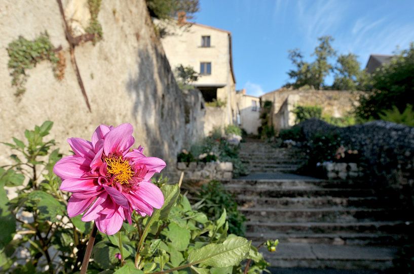 Pink flower in French street by Blond Beeld