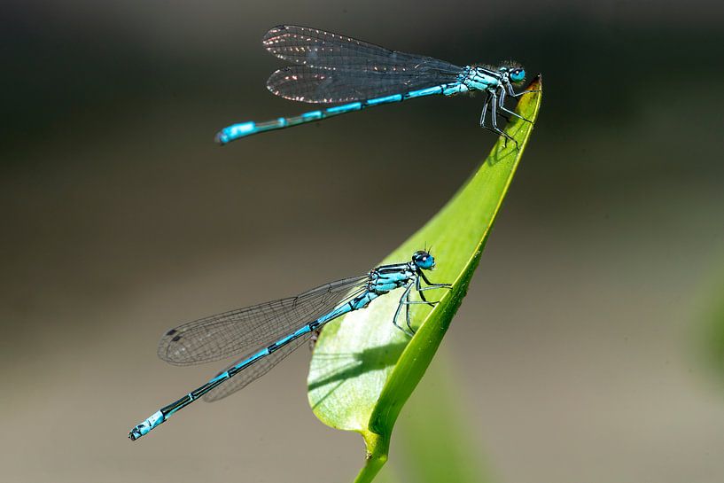 Libellen von Humphry Jacobs