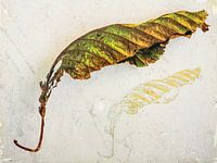 Sonnenverbranntes Baumblatt Sommer 2023