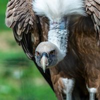 The griffon vulture - Gyps fulvus scavenger par excellence