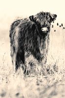 Veau écossais (noir et blanc)