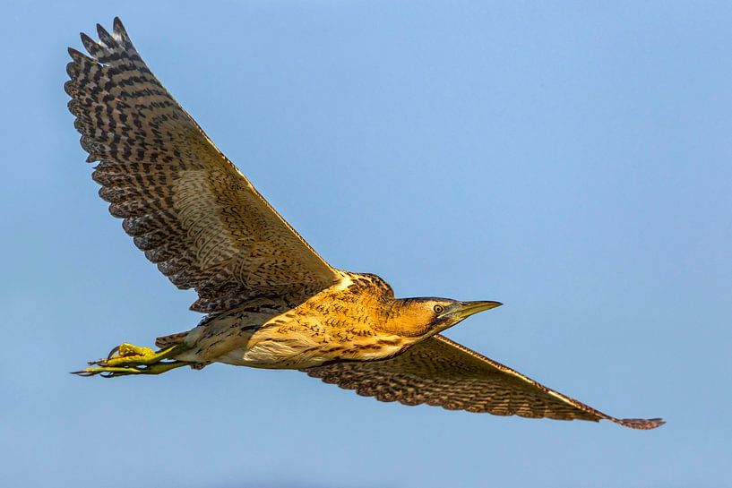 Great Bittern, Botaurus stellaris by Beschermingswerk voor aan uw muur