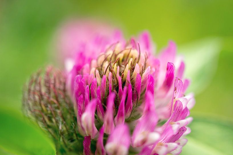 clover by Martina Weidner