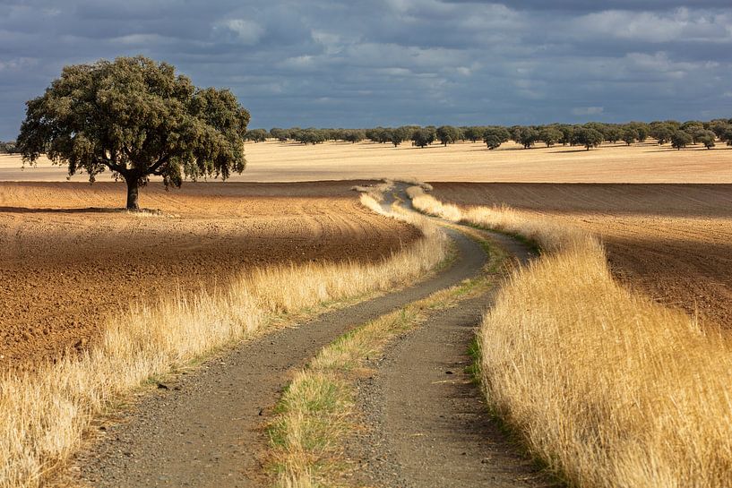 chemin, chemin par Karin Broekhuijsen
