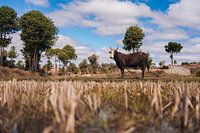 Madagaskar landscape