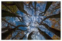 Beech Brothers Vertical