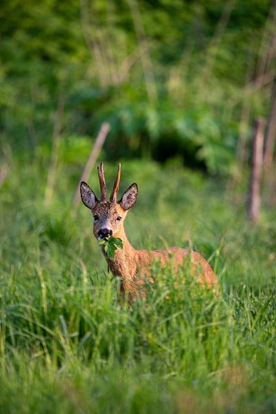 Reebok in the early morning by Marjolijn Barten