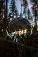 Forest through a glass ball