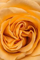 Close up of a yellow orange  rose
