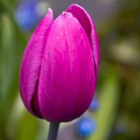Tulipes 