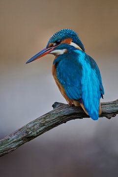 Martin-pêcheur - Dans les tons de brun sur Martins-pêcheurs - Corné van Oosterhout