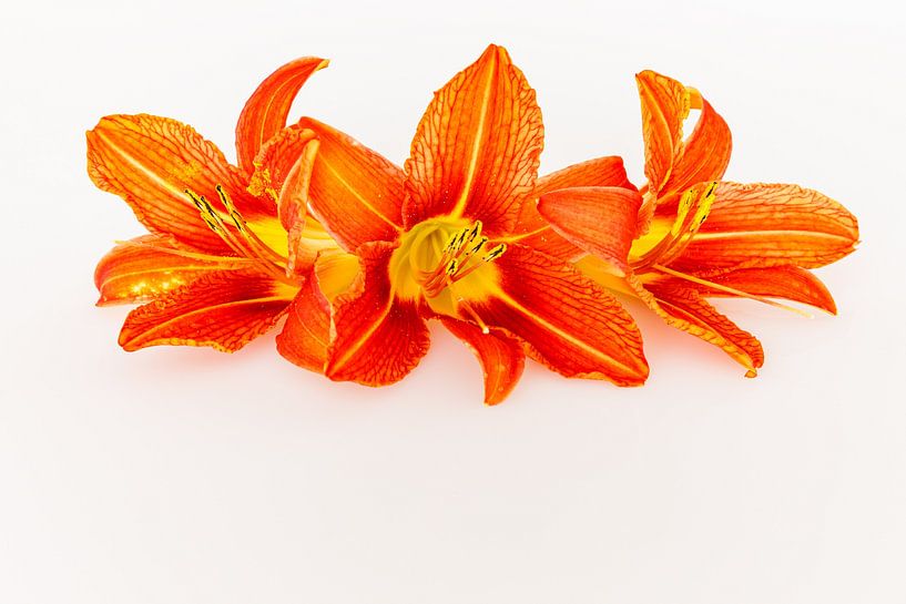 Lilies on white background by Roland Brack