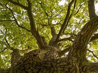 Uitzicht langs een dikke stam