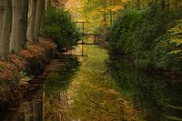 Autumn in the forest.