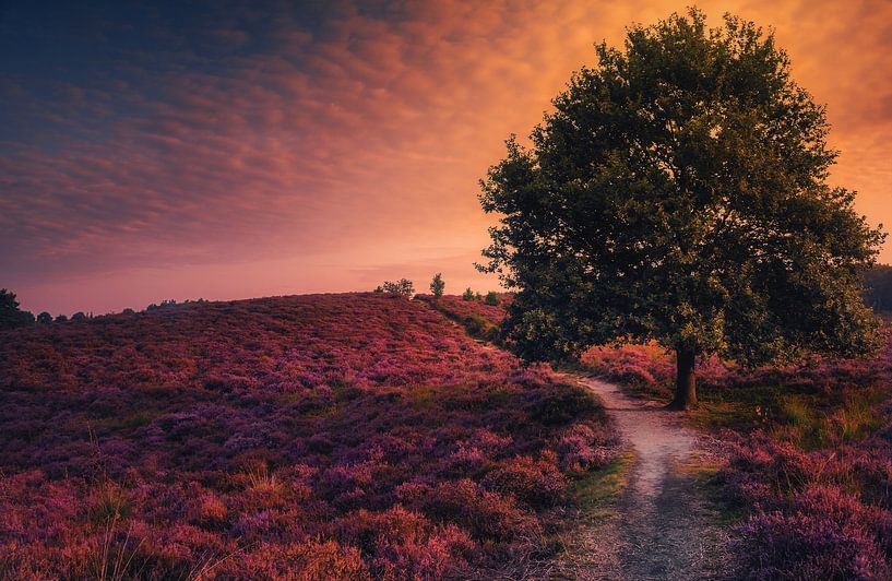 Sunlight falls over the purple moorland of Posbank by Loris Photography