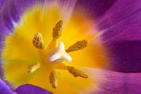 Close up of a purple-yellow tulip with pistil and stamen