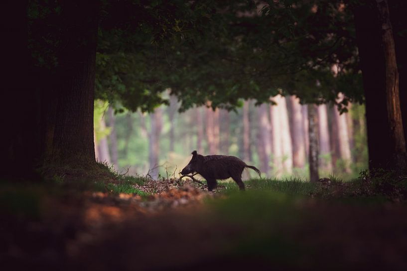 Sanglier par Pim Leijen