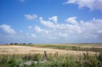 Getreidelandschaft auf Rømø