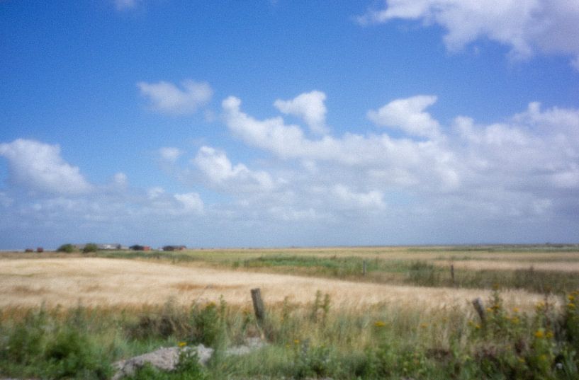 Getreidelandschaft auf Rømø von Petra Borsch