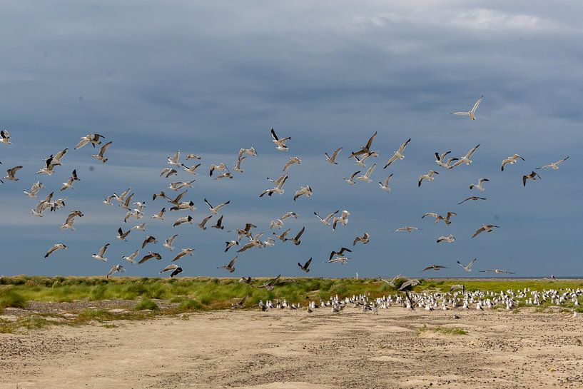 Mouettes volantes par Marcel Jagt