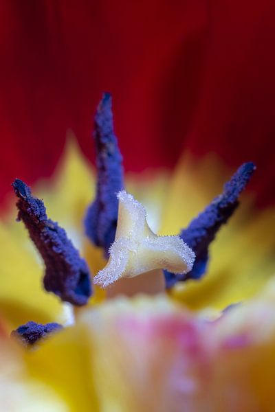Colorful tulip by Pieter van Roijen