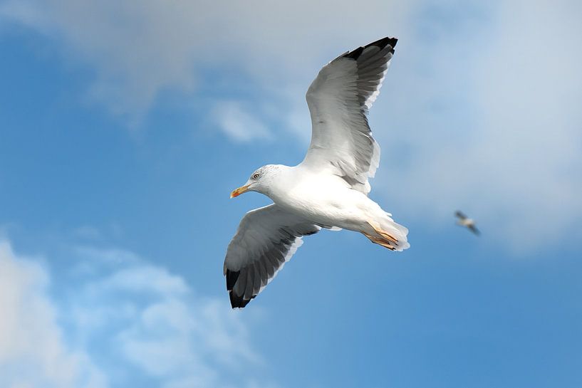 Mouette dans le ciel par Rene du Chatenier