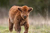 Nouveau-né Scottish Highlander
