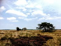 Heideveld in de zomer