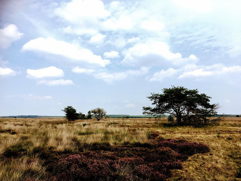 Heideveld in de zomer von Remy de Wild