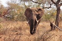 Éléphant dans la savane.