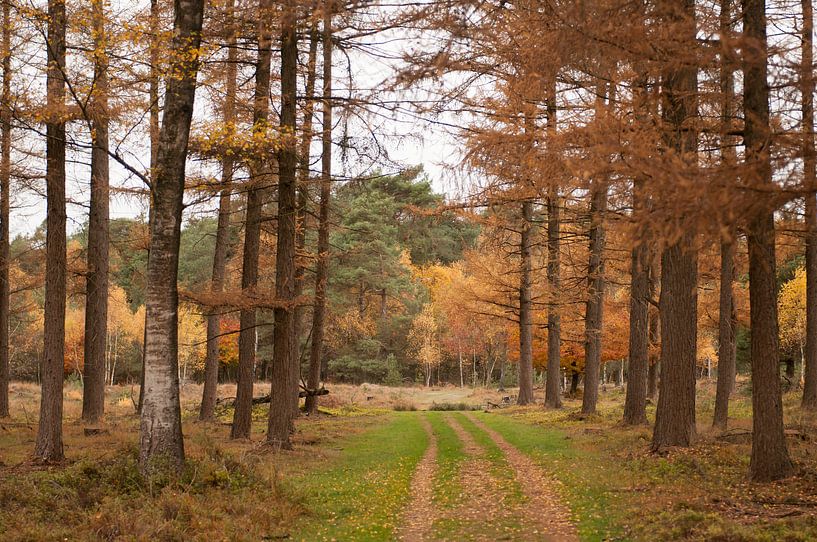 Autumn Shelves Gambeson by Nancy van Verseveld