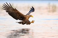 Seeadler versucht, einen Fisch zu fangen