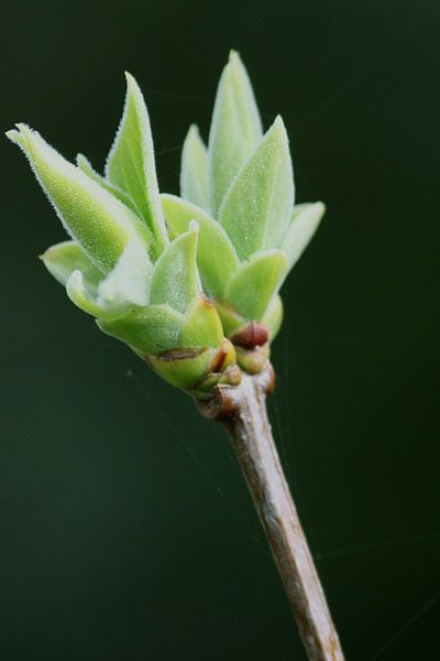 Les bourgeons émergent de la plante au début du printemps par Suzanne Schoepe