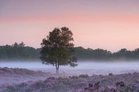 Sonnenaufgang Moore Gasterse Duinen Drenthe