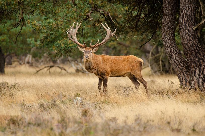 Cerf rouge sur le Hoge Veluwe par Beeldwaardig