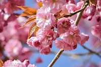 Pink blossom tree, spring, springtime