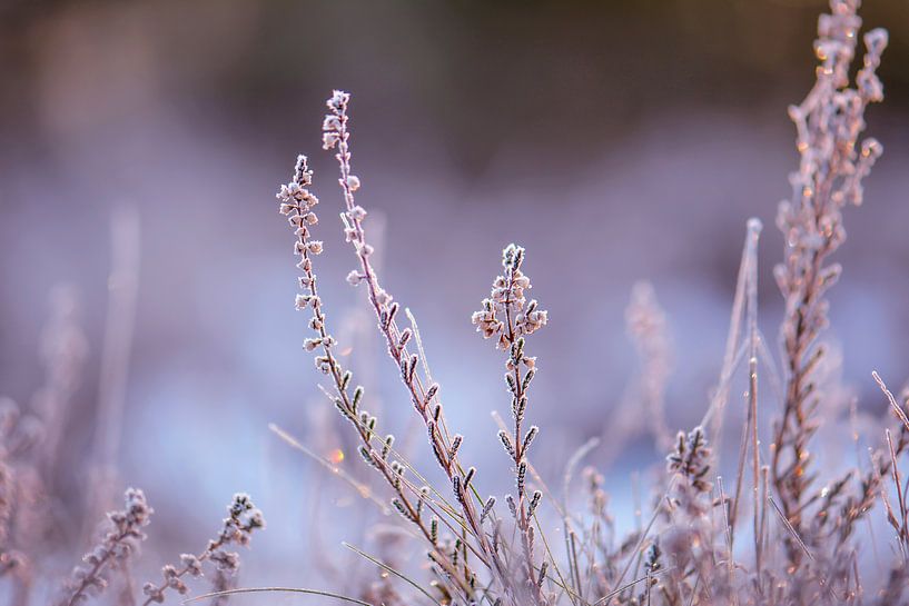 Eiskristalle von Tania Perneel
