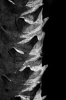 Stam van een palmboom in zwart-wit