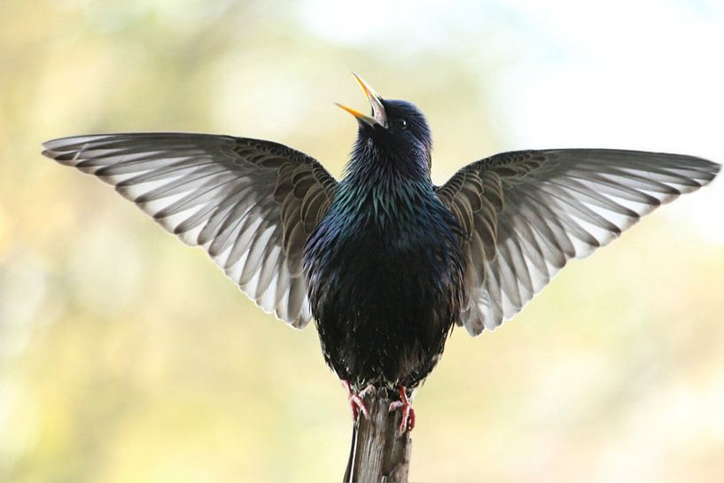 A Star was born by Heike Hultsch