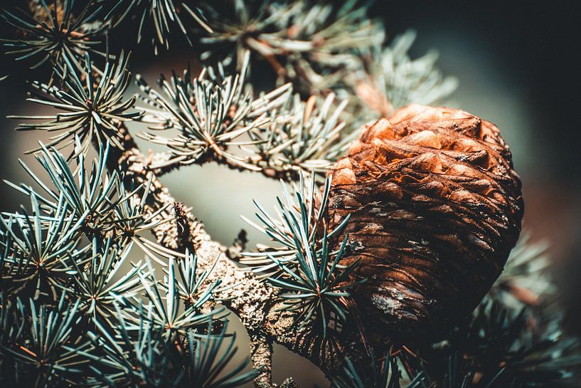 Pine Cone von Focashun