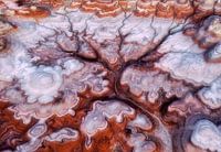 Ein Baum in der Wüste