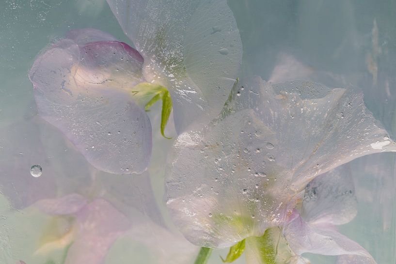 Vicks roses dans la glace 3 par Marc Heiligenstein