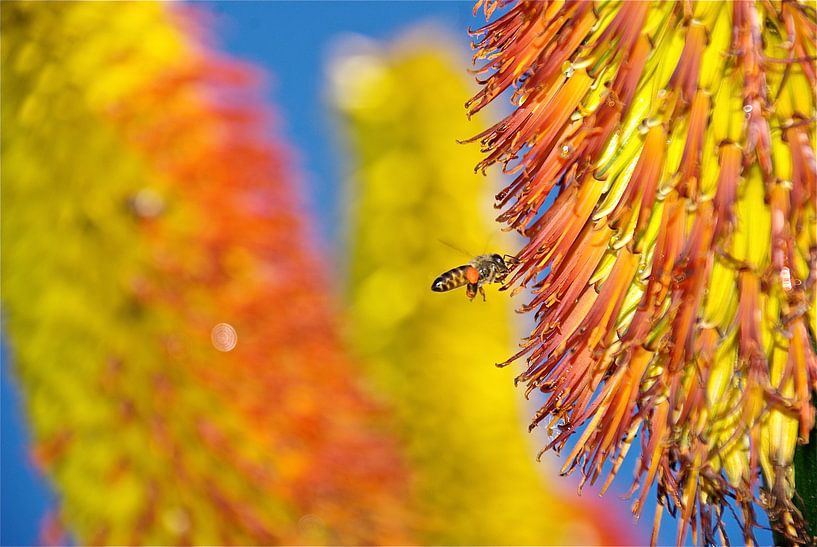 Honey Time von Christiane Behrmann